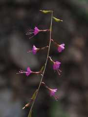 Cyphomeris gypsophiloides