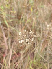 Polytaenia nuttallii