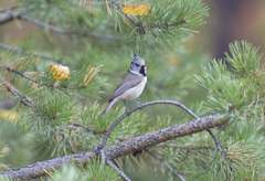 Lophophanes cristatus