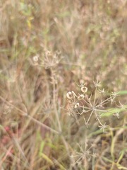 Polytaenia nuttallii