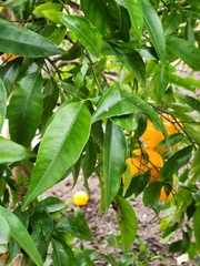 Citrus