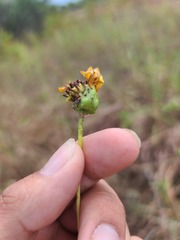 Helianthus pauciflorus