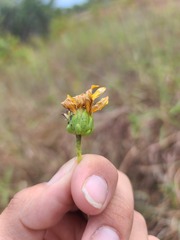 Helianthus pauciflorus