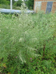 Artemisia umbrosa