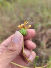 Helianthus pauciflorus