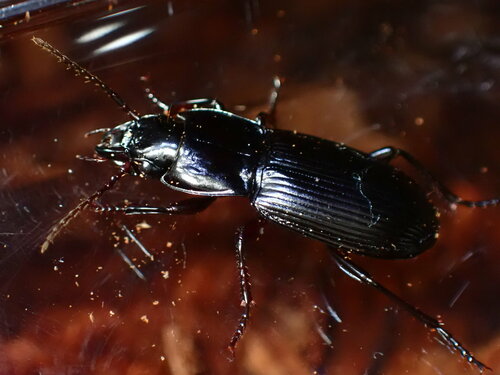 Pterostichus amethystinus photo 4