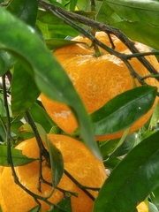 Citrus