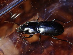 Pterostichus amethystinus