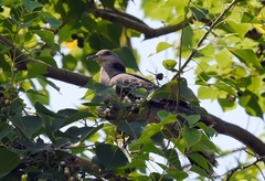 Streptopelia orientalis