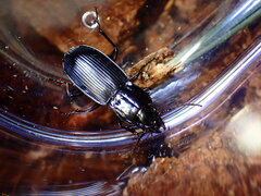 Pterostichus amethystinus