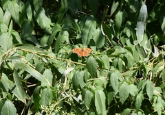 Polygonia c-aureum