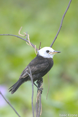 Arundinicola leucocephala