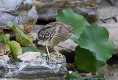 Nycticorax nycticorax
