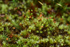 Bartramia nothostricta