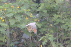 Rupornis magnirostris