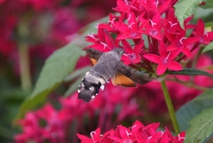 Macroglossum stellatarum