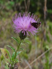 Cirsium altissimum