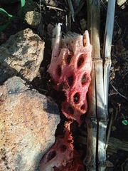 Clathrus crispus
