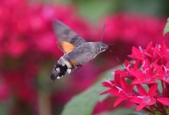 Macroglossum stellatarum