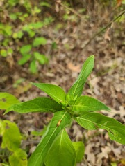 Ruellia strepens