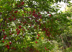 Malus prunifolia