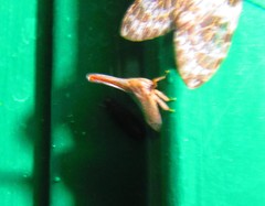 Umbonia