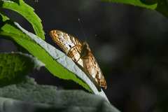 Anartia