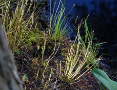 Drosera filiformis