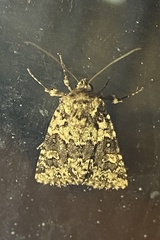 Lacinipolia strigicollis