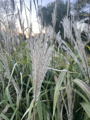 Miscanthus