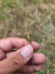 Ratibida columnifera