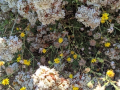 Lessingia glandulifera