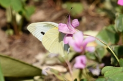 Pieris rapae