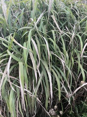 Miscanthus