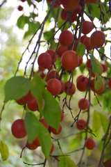 Malus prunifolia