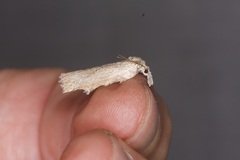Neoteristis paraphanes