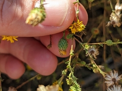 Lessingia glandulifera