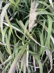 Miscanthus