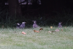 Spodiopsar cineraceus