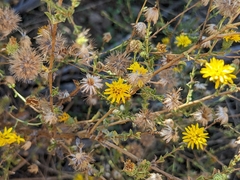 Lessingia glandulifera