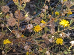 Lessingia glandulifera
