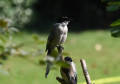 Cyanopica cyanus