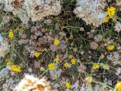 Lessingia glandulifera