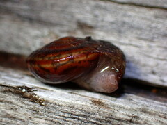 Monadenia mormonum