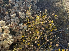 Lessingia glandulifera