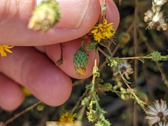 Lessingia glandulifera