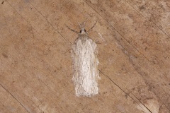 Neoteristis paraphanes