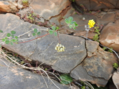 Medicago coronata