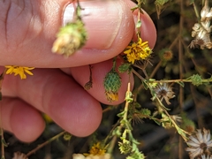 Lessingia glandulifera