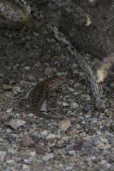 Sceloporus bimaculosus